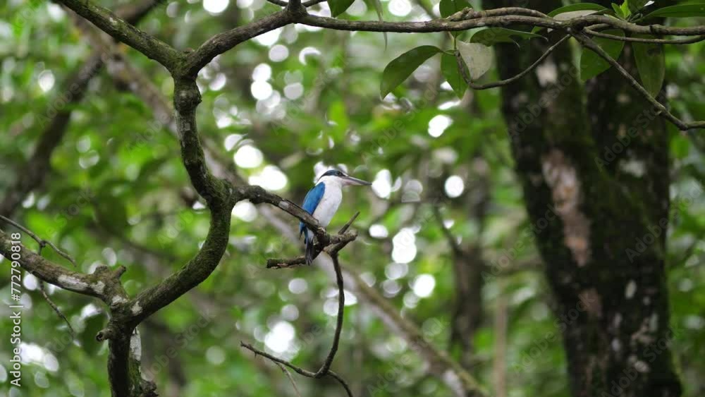 The cerulean kingfisher (Alcedo coerulescens) is perched on a tree branch. It is a kingfisher in the subfamily Alcedininae which is found in parts of Indonesia. The cerulean kingfisher (Alcedo coerulescens) is perched on a tree branch. It is a kingfisher in the subfamily Alcedininae which is found in parts of Indonesia.