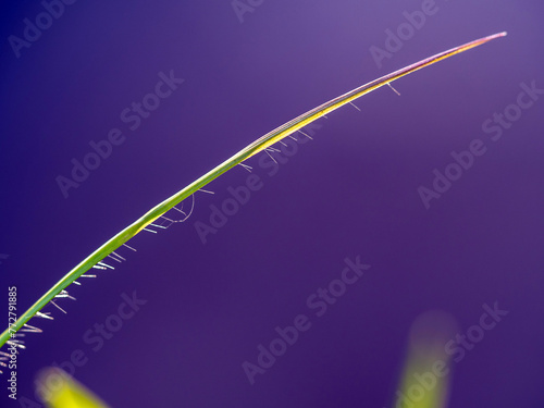 The blade of grass, the soft hairs under the leaf