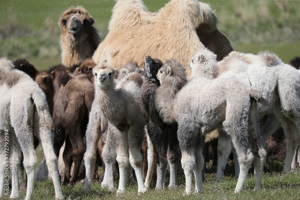 A herd of camels stands in the steppe in the Almaty region in Kazakhstan