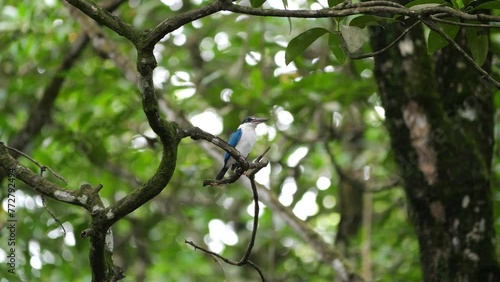 The cerulean kingfisher (Alcedo coerulescens) is perched on a tree branch. It is a kingfisher in the subfamily Alcedininae which is found in parts of Indonesia. photo