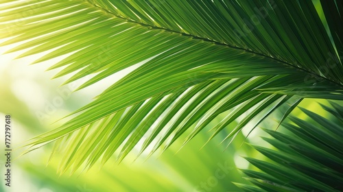 The spiked leaves of a small palm tree in the foreground with the background illuminated by the midday sun.