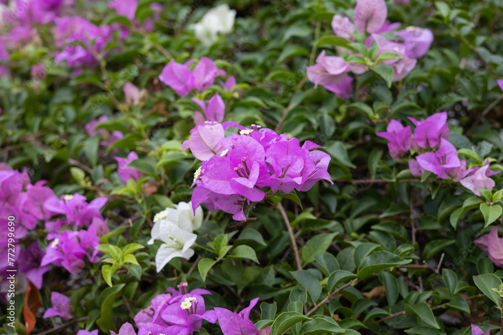 purple bougainvillea flower grow, divide, bloom purple bougainvillea flower grow, divide, bloom