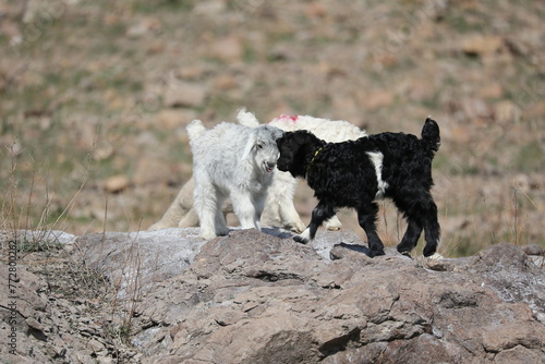 Baby goats run in a spring stepi near the Ili River in the Almaty region. photo