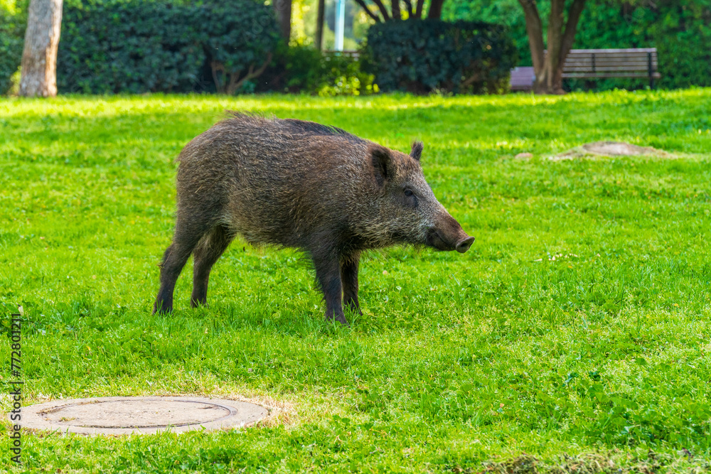 Wild boar in a public garden in Haifa