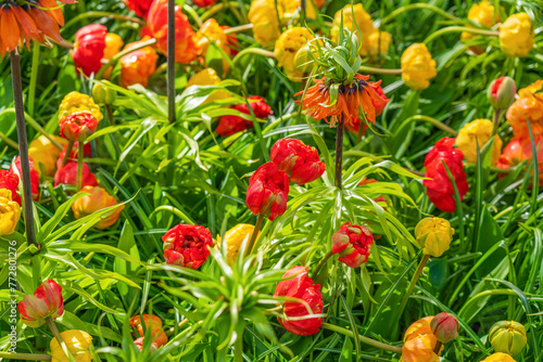 Fritillaria imperialis and colorful beautiful blooming tulip in background in Netherland