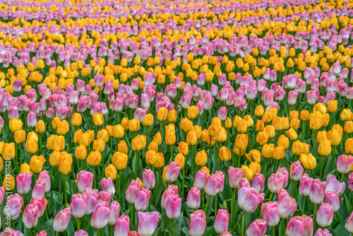 Colorful purple and yellow blooming tulip field in Lisse Holland Netherlands in spring