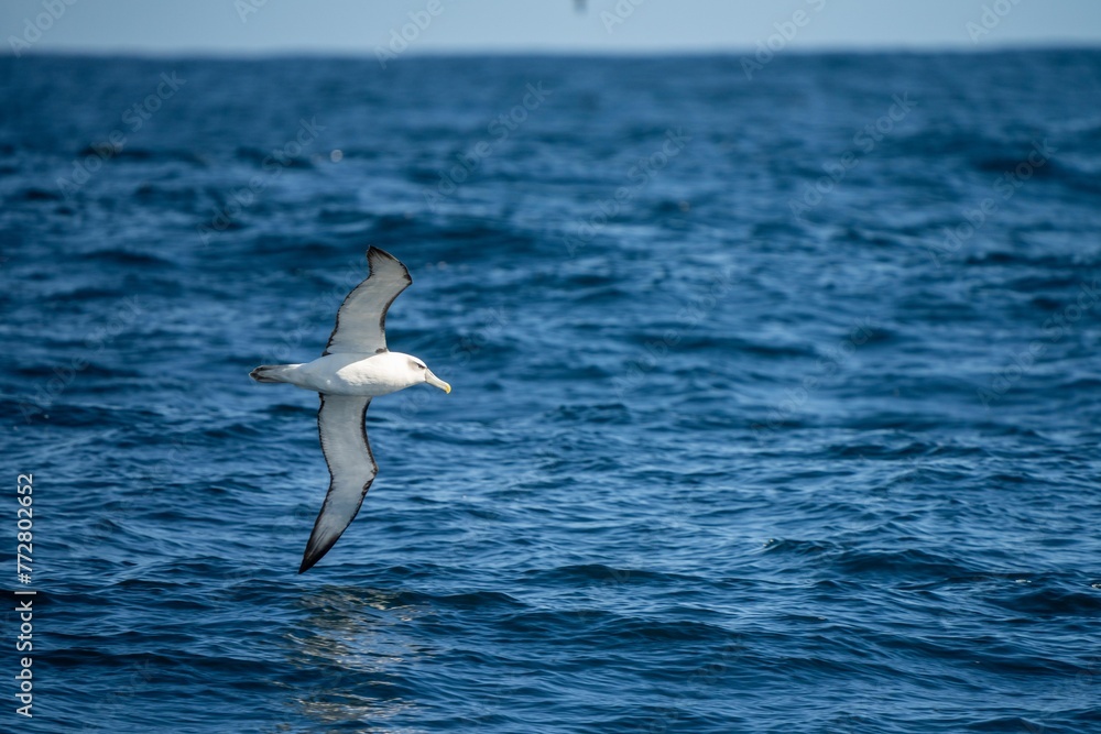 shy albatross and other sea birds feeding and flying over the ocean at the south west cape in tasmania australia shy albatross and other sea birds feeding and flying over the ocean at the south west cape in tasmania australia