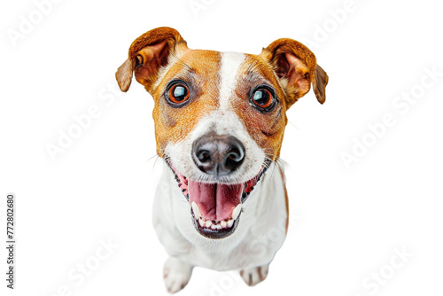 Joyful Dog Isolated on Transparent Background
