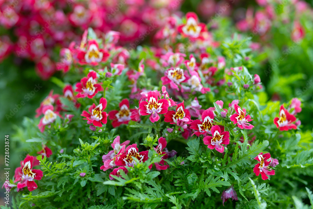 Pink-white flowers Schizanthus Atlantis are flowers that like lots of sunlight. Beautiful appearance and beautiful patterns attract people's eyes. Pink-white flowers Schizanthus Atlantis are flowers that like lots of sunlight. Beautiful appearance and beautiful patterns attract people's eyes.