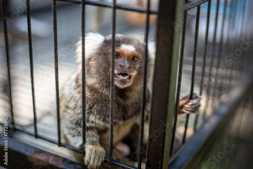 Sticker selective focus Common Marmoset - white ear small monkey in a cage Adorable, cute, adorable A sad, funny-eyed monkey who wants to live a free life