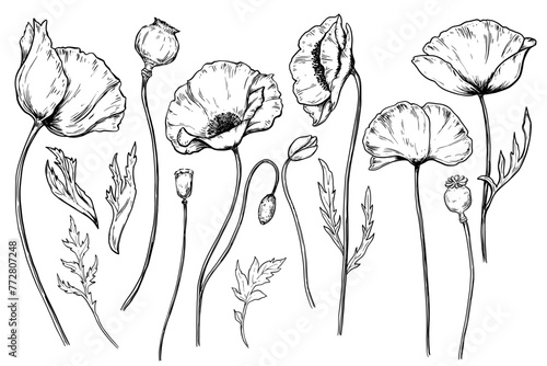 Poppy flowers vintage vector sketch drawing set