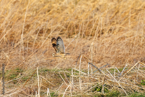 夕暮れの葦原から飛び出す美しいコミミズク（フクロウ科）。

日本国埼玉県、荒川河川敷にて。
2024年3月23日撮影。

A beautiful Short-eard Owl (Asio flammeus, family comprising owls) flying out of a reed bed in twilight.

At Arakawa riverbed, Saitama pref photo