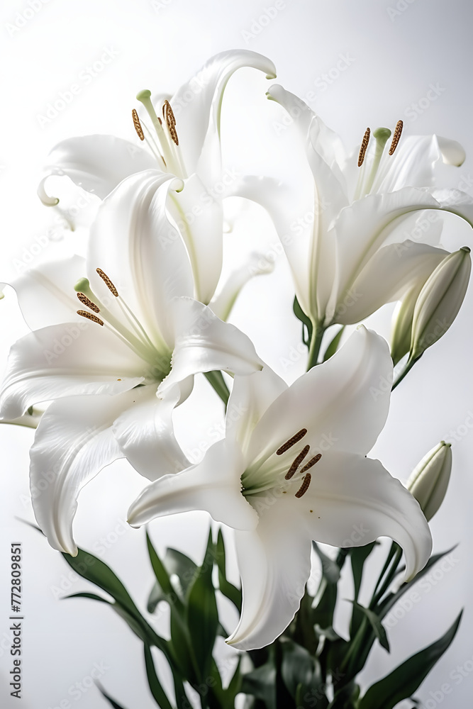 Obraz premium lily flowers poster background
