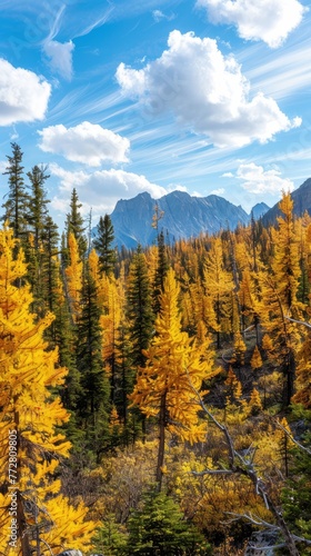 Forest landscape in autumn colors