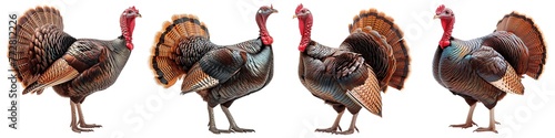 Set of turkey isolated on transparent background photo