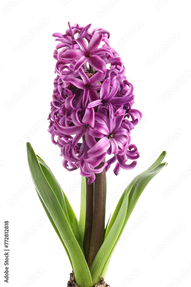 Fototapeta premium Beautiful purple hyacinth flower with bulb on white background