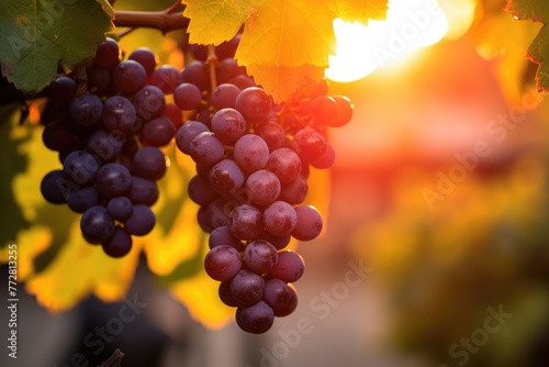 Grapes image, Grapes on a branch in the garden at sunset, A branch with natural grapes against a blurred background, Ai generated