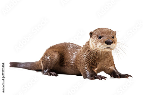 Playful Otter: A Whimsical Close-Up Portrait. On a Clear PNG or White Background.