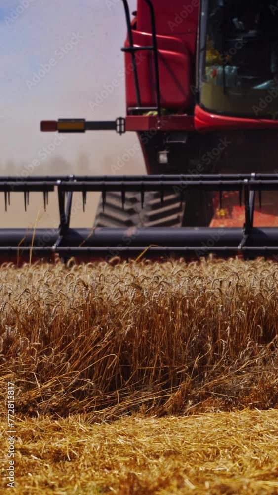 Part of combine harvester on the dry field. Process of cutting ripe spikelets of wheat in the farmland. Agricultural machine gathering crop. Close-up. Vertical video Part of combine harvester on the dry field. Process of cutting ripe spikelets of wheat in the farmland. Agricultural machine gathering crop. Close-up. Vertical video