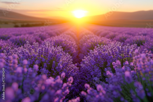 Sunset Over Vibrant Lavender Fields.