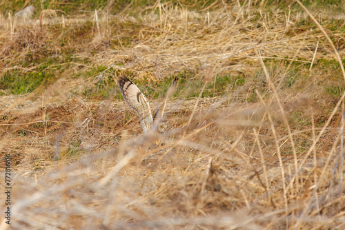 狩りのために夕暮れの葦原に飛び込む美しいコミミズク（フクロウ科）。日本国埼玉県、荒川河川敷にて。 2024年3月23日撮影。A beautiful Short-eard Owl (Asio flammeus, family comprising owls) dives into a reed bed to hunt in twilight.At Tonegawa riverbed, G