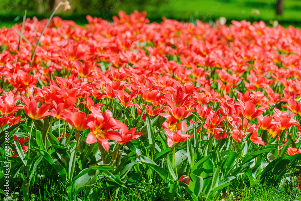colorful blooming tulips flowers in early spring colorful blooming tulips flowers in early spring