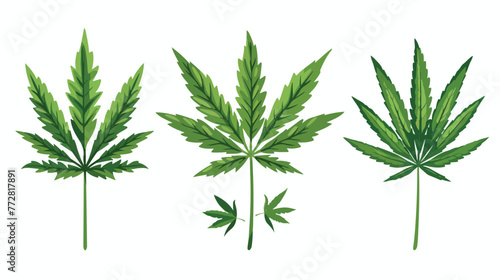 Cannabis sativa and indica marijuana leaves drug cons