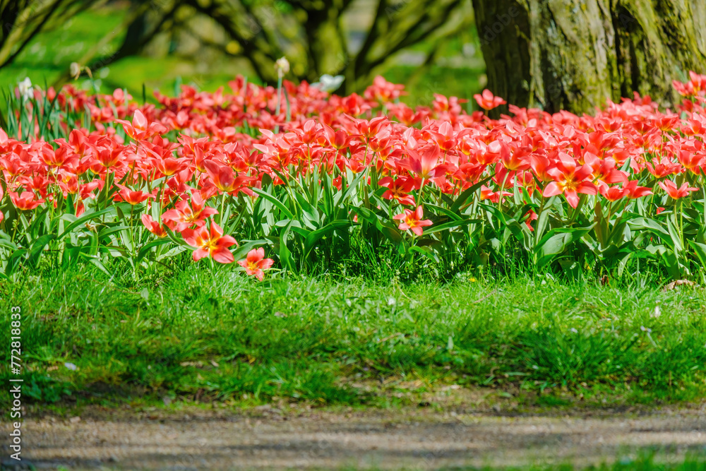 colorful blooming tulips flowers in early spring colorful blooming tulips flowers in early spring