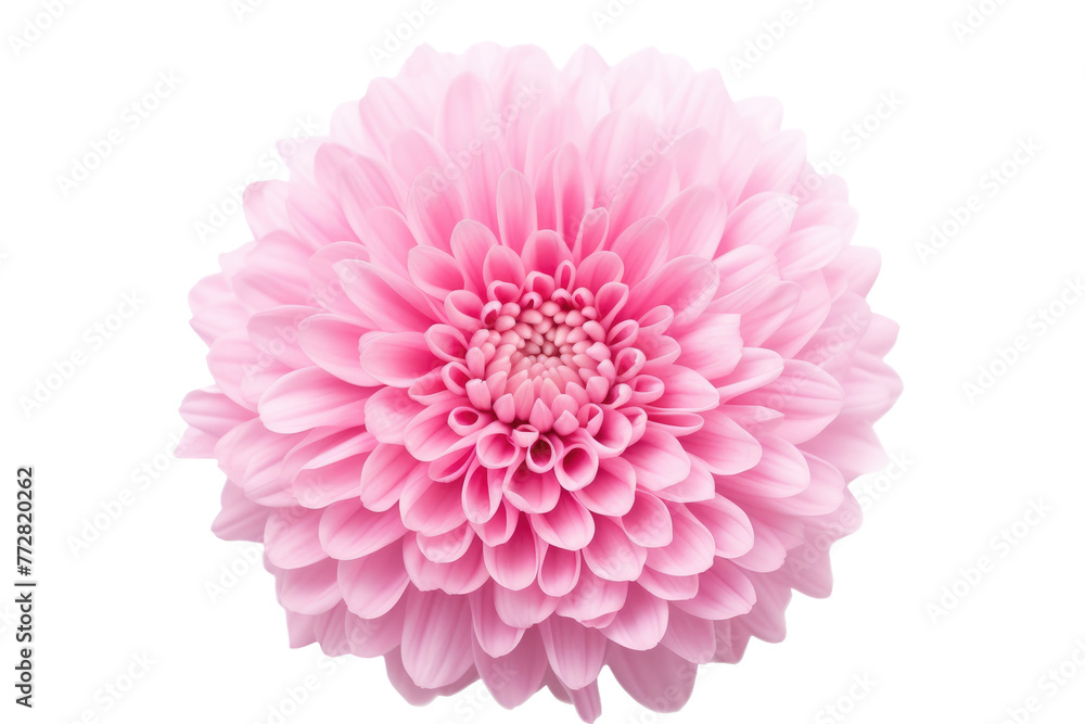 Blooming Elegance: A Pink Flower on a White Canvas. On a Clear PNG or White Background. Blooming Elegance: A Pink Flower on a White Canvas. On a Clear PNG or White Background.