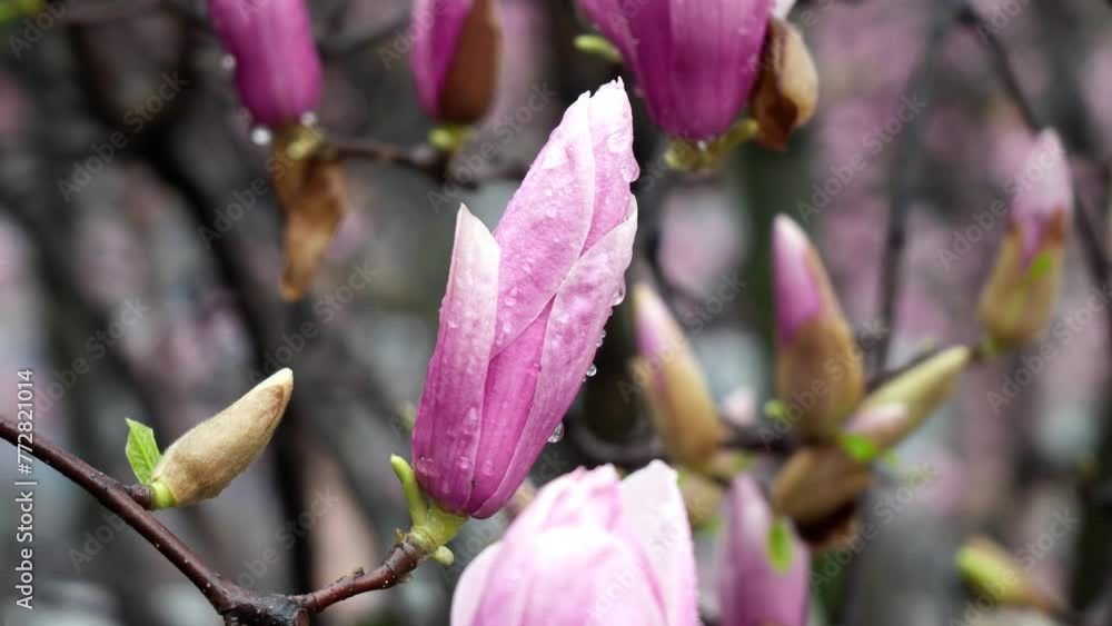  Plant with pink flower in the spring rain.