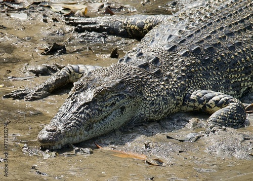 Met this beautiful Estuarine Crocodile on mangrove walk.
