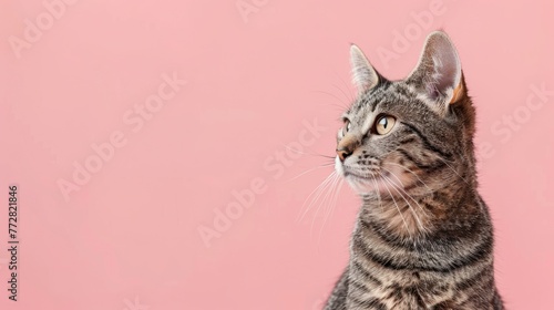Contemplative Gray Tabby Kitten Against Soft Pink Backdrop Generative AI © Gelpi