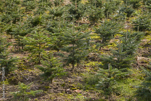 a plantation of young coniferous trees.