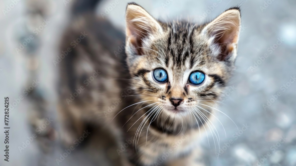 Serene Blue-Eyed Tabby Kitten Luxuriating on a Fluffy White Haven Generative AI