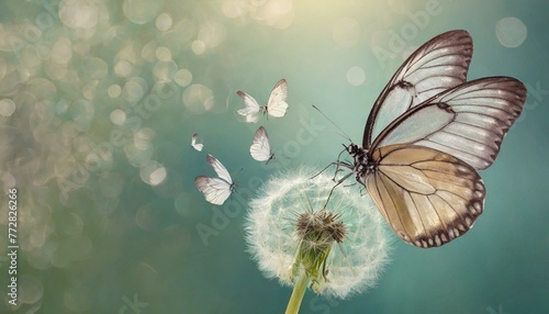 Natural pastel background. Morpho butterfly and dandelion. Seeds of a dandelion flower in drops of water on a background of sunrise