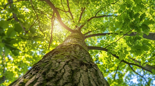 Emerald Treetops Whispering to the Sky in Nature's Harmony Generative AI