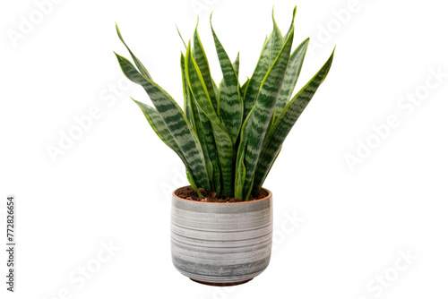 Verdant Oasis: A Lush Green Plant Thrives in a Potted Haven. On a Clear PNG or White Background.