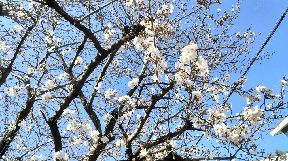 Sakura, starting to bloom, Japan's representative flower Sakura, starting to bloom, Japan's representative flower