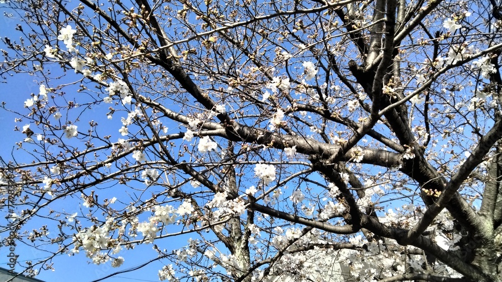 Sakura, starting to bloom, Japan's representative flower Sakura, starting to bloom, Japan's representative flower