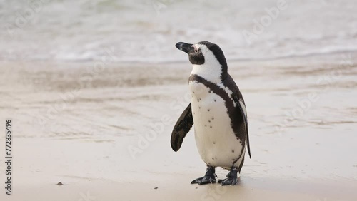 One little African penguin on sandy beach coming out of water. Spheniscus demersus or jackass penguin. Colony on Boulders Beach Nature Reserve in Simon's Town in South Africa. Wildlife nature birds