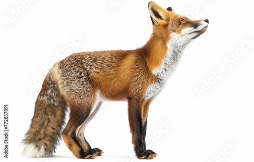 fox on white background isolated