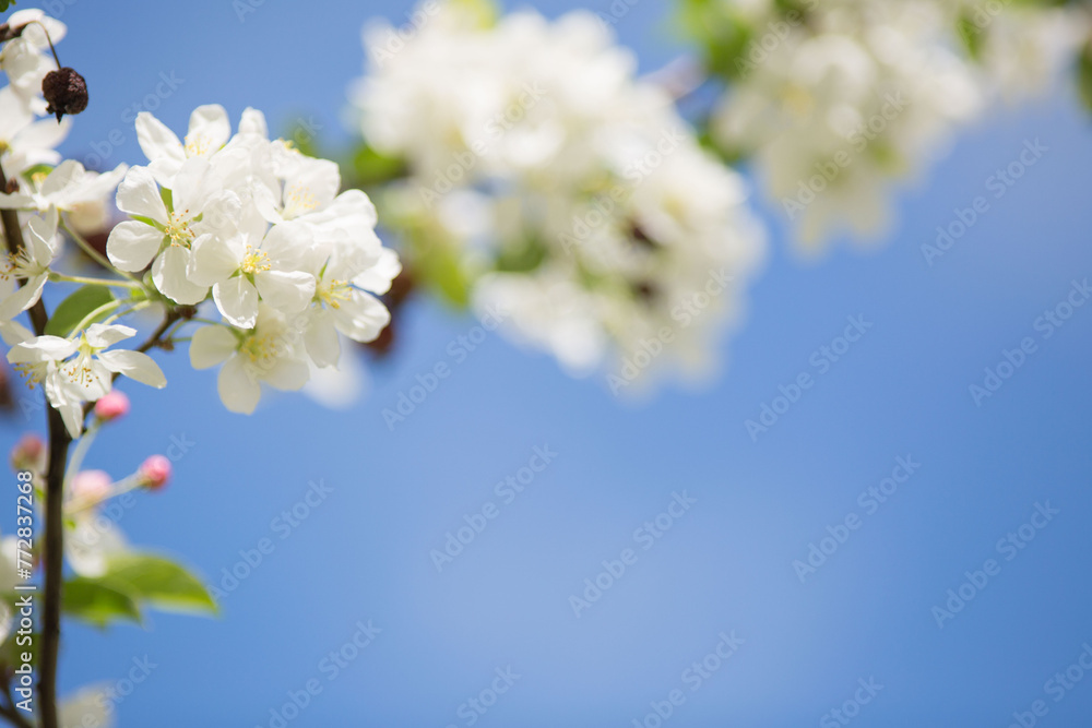 White apple tree flowers on a branch on a sunny day against a blue sky White apple tree flowers on a branch on a sunny day against a blue sky