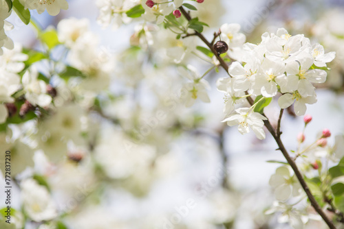 White apple tree flowers on a branch on a sunny day