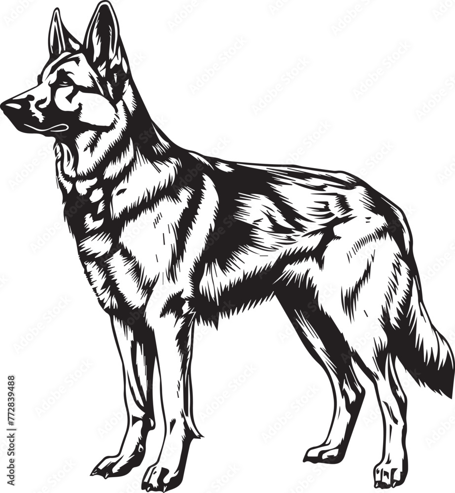Fototapeta premium German Shepherd Vector