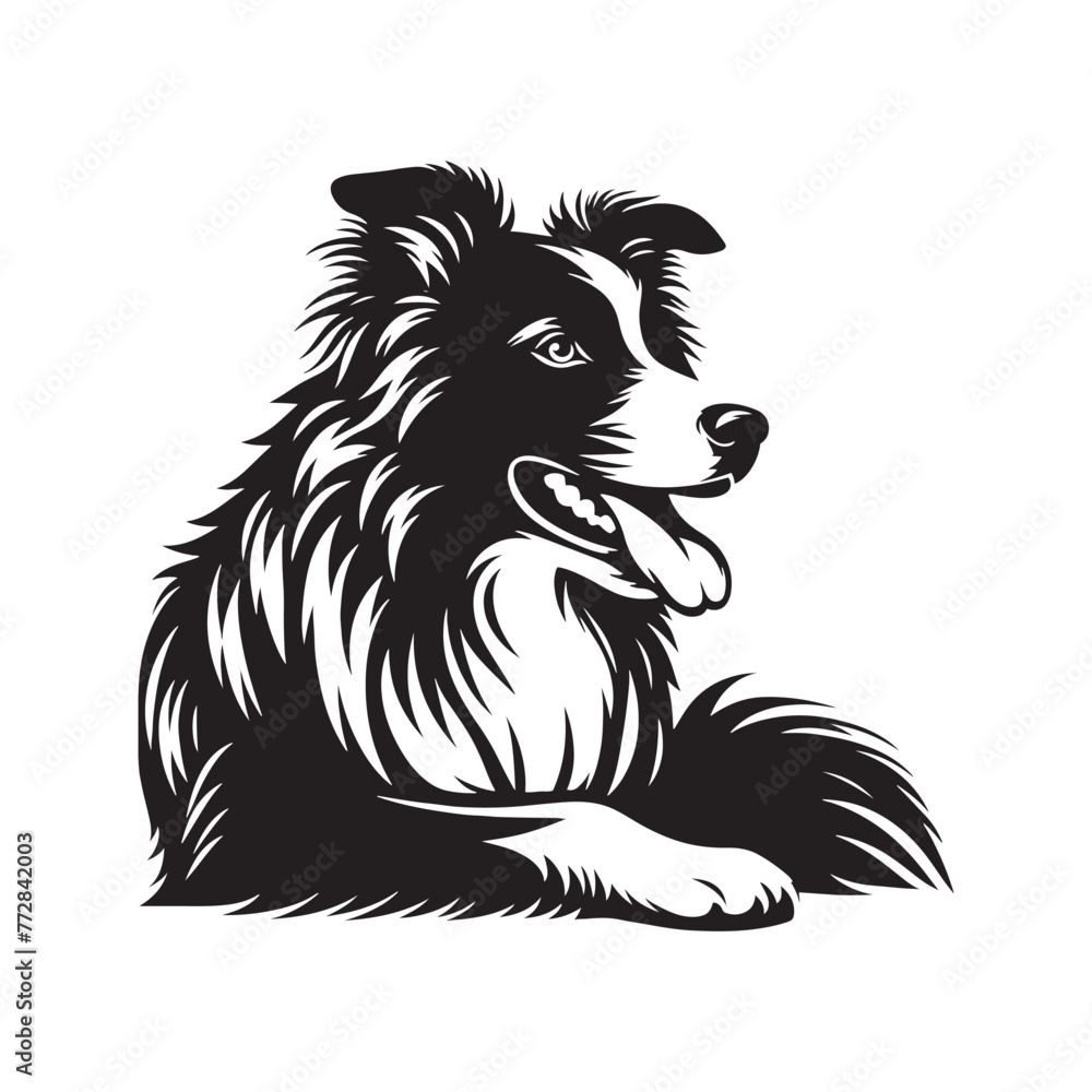 Elegant Vector Border Collie Dog Silhouette Showcasing Graceful Canine