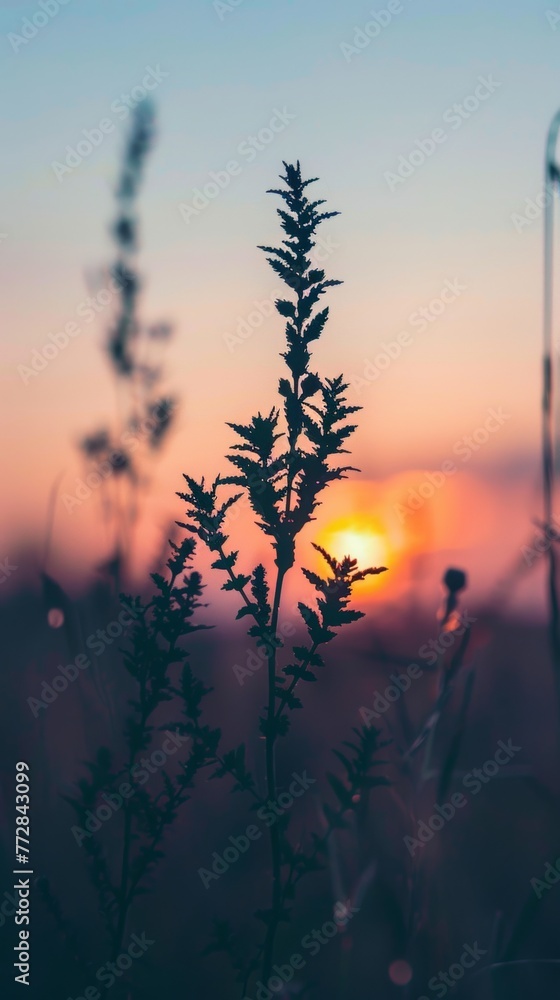 Silhouette of plants against sunset Silhouette of plants against sunset