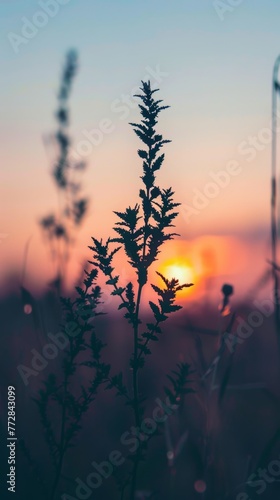 Silhouette of plants against sunset