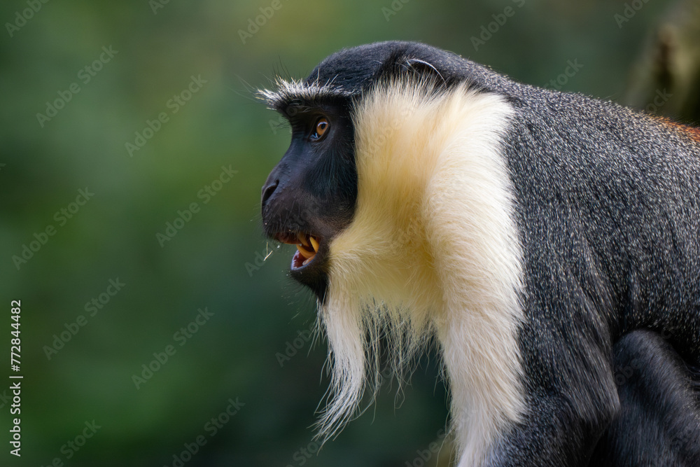 Fototapeta premium Roloway Guenon - Cercopithecus roloway, portrait of beautiful colored endangered primate from West African tropical forests, Ghana.