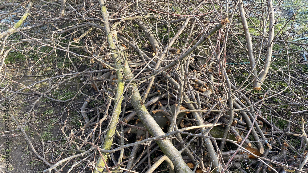 home garden care, pruning branches