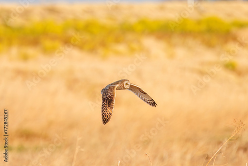                                                                                                                                                          2024   3   23              A beautiful Short-eard Owl  Asio flammeus  family comprising owls  flies over to hunt of a field of rape blossoms in twilight.  At A